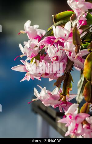 Falscher Weihnachtskaktus, Novemberkaktus (Schlumbergera truncata) Stockfoto