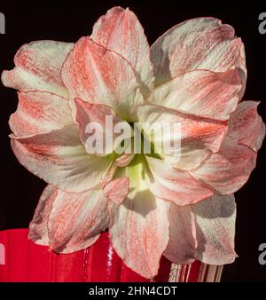 'Aphrodite' Hippeastrum, Amaryllis (Hippeastrum x hortorum) Stockfoto