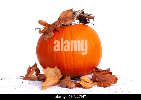 Halloween orange Kürbis mit getrockneten Herbstblättern, isoliert auf weißem Hintergrund Studio-Bild Stockfoto