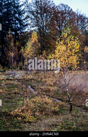 Unschärfe-Birke mit gelben und grünen Blättern auf Herbstwald im Hintergrund. Spätherbst, Naturhintergrund. Stockfoto