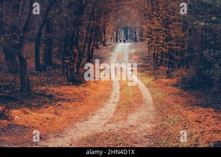 Wandern mit auf einem Weg durch die Buchen in einem Wald in Herbstfarben an einem nebligen sonntagmorgen. Stockfoto