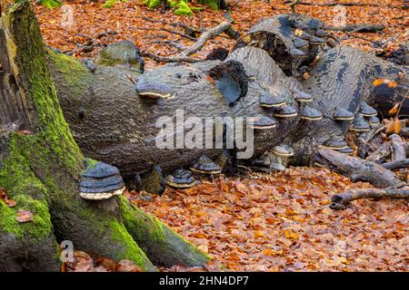 Großer parasitärer Pilz, der auf Baumstämmen wächst. ZunderPilz