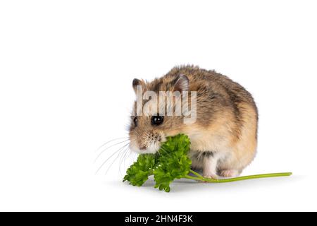 Süßer brauner Hamster, der grünes, frisches Petersilienkraut frisst. Seitenwege sitzen. Isoliert auf weißem Hintergrund. Stockfoto