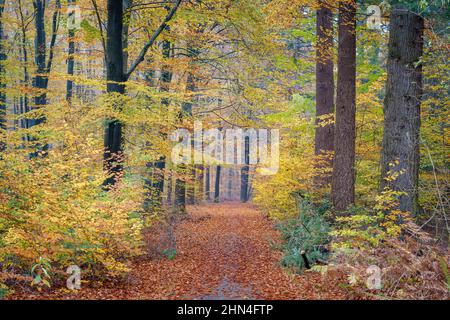 Herbst Landschaft. Yeliow Trail abgedeckt und orage Blätter im Wald. Stockfoto