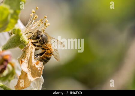 Makroaufnahme einer Honigbiene auf einer Blume, die an einem schönen Frühlingstag Pollen sammelt Stockfoto