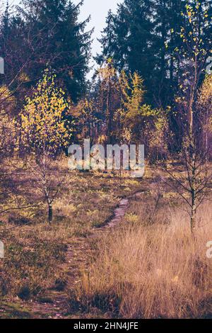 Unschärfe-Birke mit gelben und grünen Blättern auf Herbstwald im Hintergrund. Spätherbst, Naturhintergrund. Stockfoto