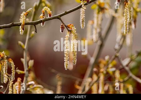 Blumen oder Kätzchen von Erlenbaum im Frühjahr, Spanien. Stockfoto