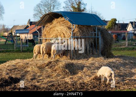 Schafschar, der bei Sonnenuntergang Heu auf einer Wiese isst. Landwirtschaftlich geprägte Landschaft Stockfoto