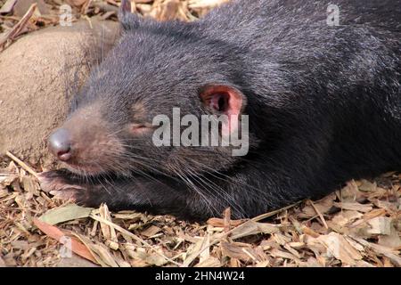 Tasmanischer Teufel, Tasmanien, Australien Stockfoto