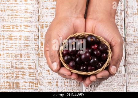 Euterpe oleracea - Acai Frucht der Palm Manaca Stockfoto