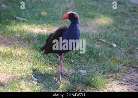 Australasian Crake oder Pukeko auf einer Wiese in Melbourne, Australien Stockfoto
