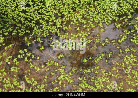 Stagnierendes Wasser mit vielen kleinen grünen Blättern Pflanzen Stockfoto