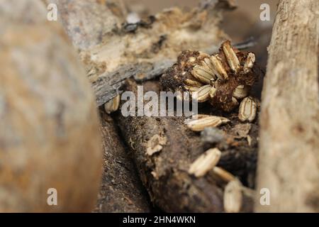 Flaschensamen werden in der Schale getrocknet und bilden einen kleinen Klumpen auf dem Hintergrund der Holzstruktur Stockfoto