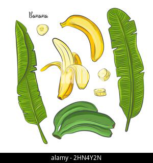 Bananenblätter und Früchte isoliert auf weißem Hintergrund. Stock Vektor