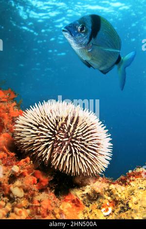 Seeigel, Paracentrotus lividus, Seegras, Diplodus vulgaris, Cabo Cope Regionalpark Puntas del Calnegre, Mittelmeer, Murcia, Spanien, Euro Stockfoto