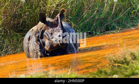 Nashorn, Nashorn, Nashorn, Nashorn, Nashorn, Feuchtgebiete, Royal Bardia National Park, Bardiya National Park, Nepa Stockfoto