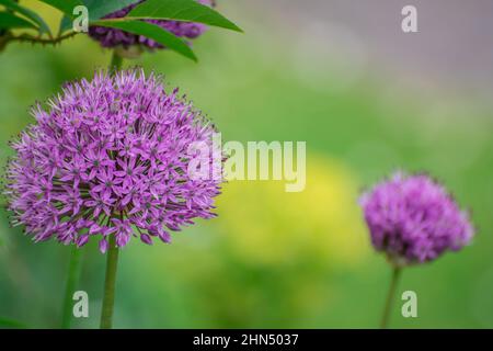 Nahaufnahme wunderschöne Frühlingsblumen im Garten Stockfoto