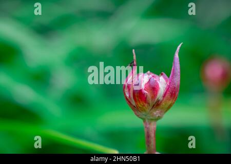 Nahaufnahme wunderschöne Frühlingsblumen im Garten Stockfoto