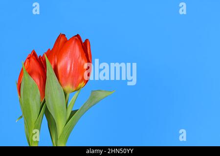Blühende rote Tulpenblüten auf der Seite des blauen Hintergrunds mit Kopierfläche Stockfoto