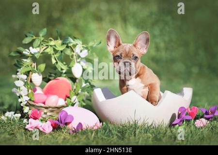 Osterhund. Französischer Bulldog-Welpe, der in einer Eierschale neben dem Osterkorb sitzt, und bunte Eier mit Frühlingsblumen Stockfoto