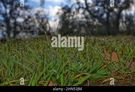 Hintergrund von Tau tropft auf hellgrünem Gras Stockfoto