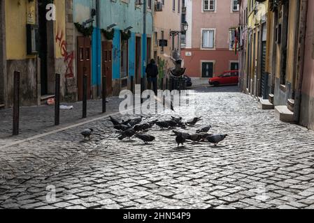 Sao Bento, Lissabon / Portugal - 12 25 2018: Tauben fressen in den gepflasterten engen Gassen und bunten Häusern in einem traditionellen Wohngebiet Stockfoto