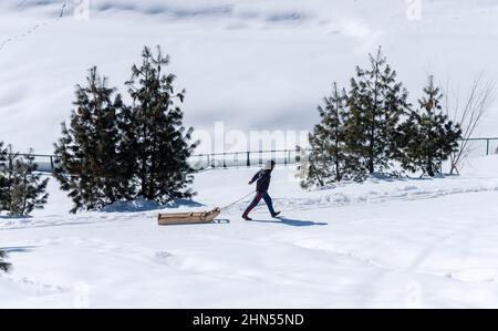Baramulla, Indien. 12th. Februar 2022. Ein Mann zieht an einem sonnigen Tag in Gulmarg seinen Schlitten. Gulmarg ist eine Stadt, eine Bergstation, ein beliebtes Skiziel und ein mitteiltes Gebietskomitee im Baramulla-Distrikt Jammu und Kaschmir. Die Stadt liegt in der Pir Panjal Range im westlichen Himalaya und liegt innerhalb der Grenzen des Gulmarg Wildlife Sanctuary. Kredit: SOPA Images Limited/Alamy Live Nachrichten Stockfoto
