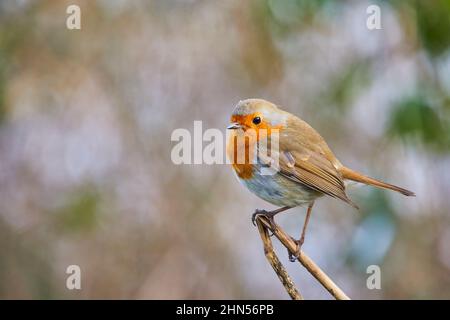 Ein einziger gewöhnlicher Robin-Vogel Stockfoto