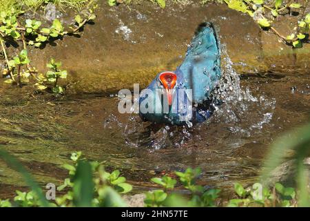 Nahaufnahme eines farbenfrohen blauen westlichen Swamphen, Porphyrio porphyrio, das im Wasser baden kann Stockfoto