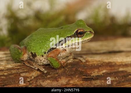 Nahaufnahme eines erwachsenen grünen pazifischen Baumfrosches, Pseudacris regilla, der auf Holz sitzt Stockfoto