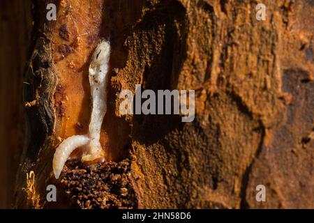 Parasitoide Wespenlarve, die sich an der Langhornkäfer-Larve ernährt (Ichneumonoidea) Stockfoto