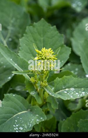 Grünes Gemüse in chinesischen ländlichen Gemüsefeldern angebaut Stockfoto