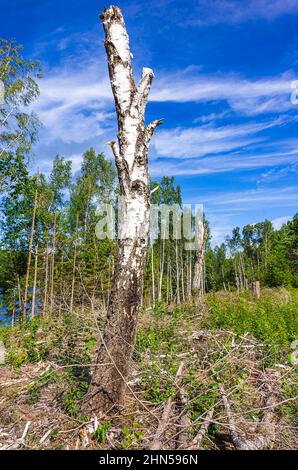 Stehend Birkenstamm in einer Lichtung nach dem Roden eines kleinen Waldes in Dalsland, Västra Götalands län, Schweden. Stockfoto