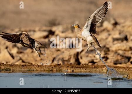 Gekrönter Sandhuhn (Pterocles coronatus) in der Nähe eines Wasserpools, fotografiert im November in der Negev-Wüste in israel Stockfoto