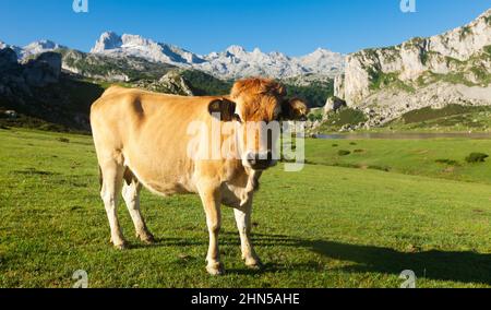 Asturian Mountain Cattle Kuh sitzt auf dem Rasen in einem Nationalpark Stockfoto