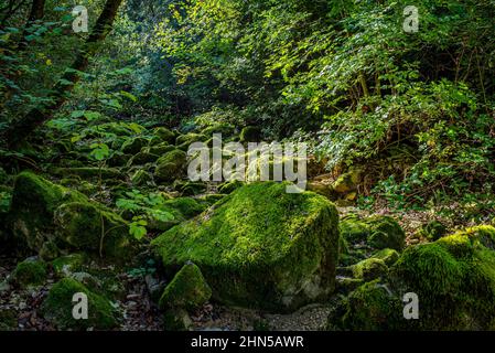 Forêt en Automne Saint Zacchare, Souce des Nayes Var Frankreich Stockfoto