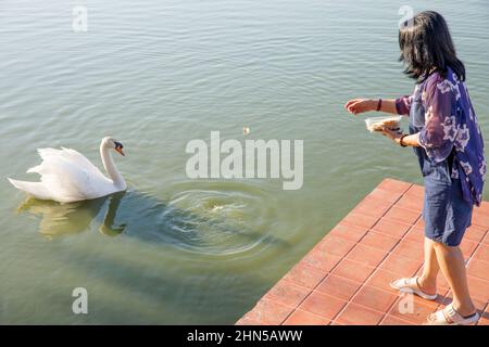 Die Menschen füttern Nahrung zu weißen Gans im Teich, Fokus selektiv Stockfoto