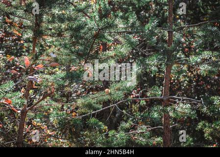 Forêt en Automne, La Sainte Baume, Plans D'aups Var France Stockfoto