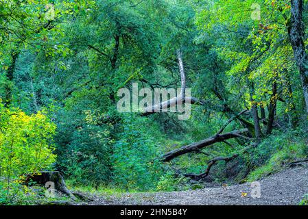 Forêt en Automne Saint Zacchare, Souce des Nayes Var Frankreich Stockfoto