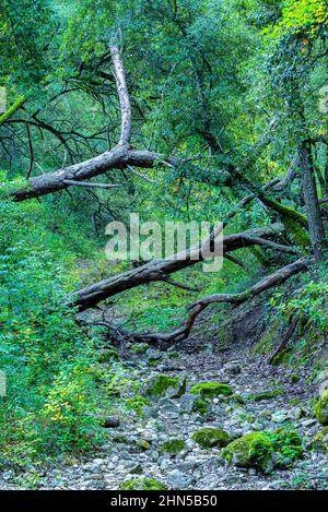 Forêt en Automne Saint Zacchare, Souce des Nayes Var Frankreich Stockfoto