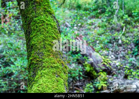 Forêt en Automne Saint Zacchare, Souce des Nayes Var Frankreich Stockfoto