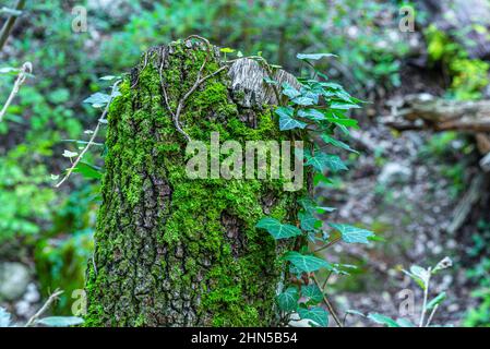 Forêt en Automne Saint Zacchare, Souce des Nayes Var Frankreich Stockfoto