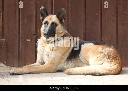 Seitenansicht Porträt Nahaufnahme eines freundlichen deutschen Schäferhundes im Freien Stockfoto