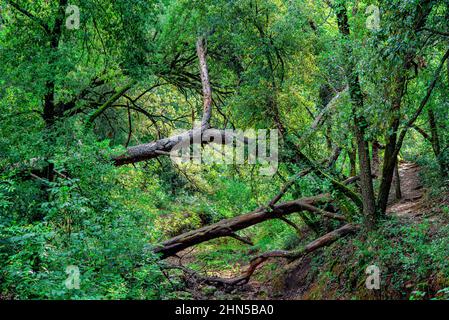 Souce des Nayes, Saint Zacchare, Var France Paca Stockfoto