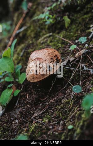 Champignon, Saint Zacchare, Souce des Nayes Var Frankreich Stockfoto