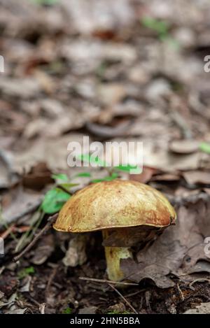 Champignon, Saint Zacchare, Souce des Nayes Var Frankreich Stockfoto