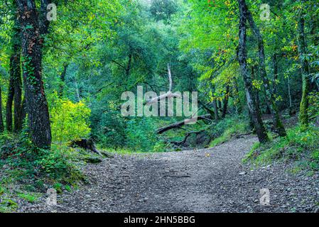 Souce des Nayes, Saint Zacchare, Var France Paca Stockfoto