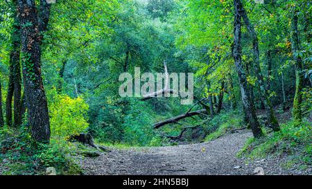 Souce des Nayes, Saint Zacchare, Var France Paca Stockfoto