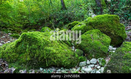 Souce des Nayes, Saint Zacchare, Var France Paca Stockfoto