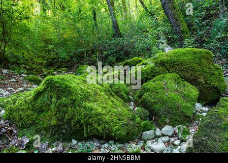 Souce des Nayes, Saint Zacchare, Var France Paca Stockfoto